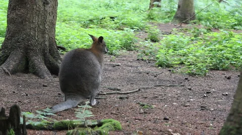 Red necked wallaby Video stock 917496
