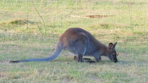 Red-Necked Wallaby Grazing Stock Footage 119301908