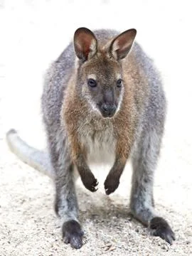 Red-necked Wallaby (Macropus rufogriseus) Stock Photos