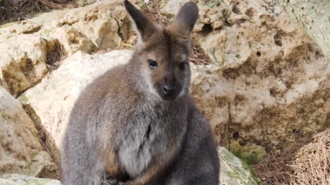 Red-Necked Wallaby or Bennett's Wallaby (Macropus Rufogriseus) closeup. Stock Footage 168778045
