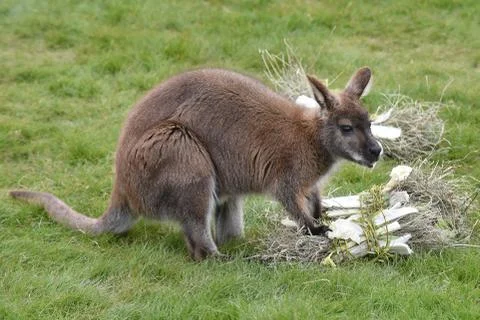 Red-necked wallaby Stock Photos