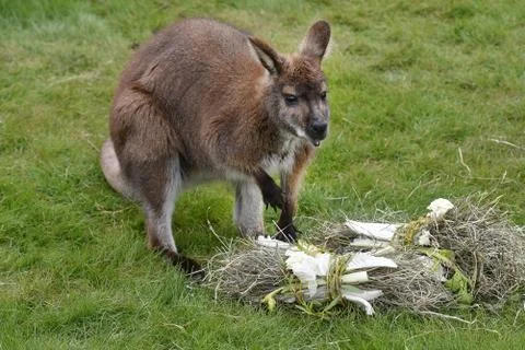 Red-necked wallaby Stock Photos