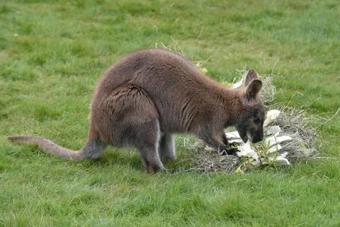 Red-necked wallaby Foto stock