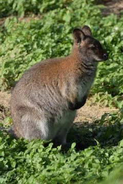 A red necked wallaby Stock Photos