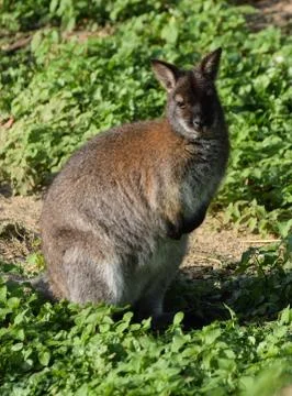 A red necked wallaby Stock Photos