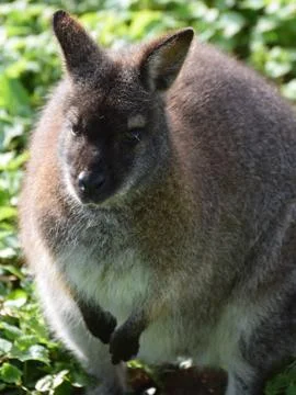 A red necked wallaby Stock Photos