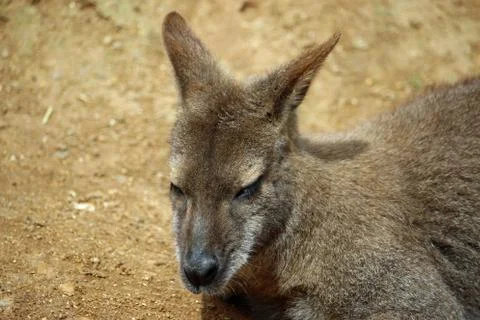 Red-necked wallaby Foto stock