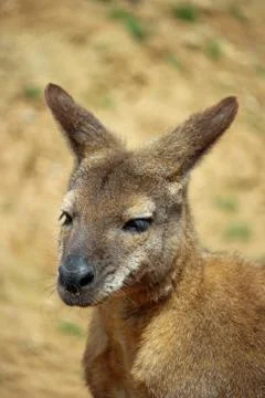 Red-necked wallaby Stock Photos