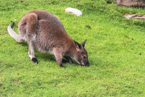 The red-necked wallaby 스톡 사진