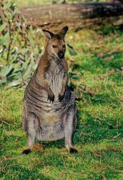 Red-necked wallaby Foto stock