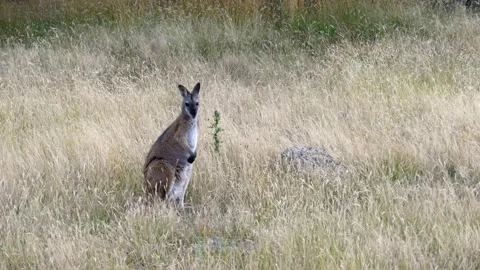 Red-necked wallaby standing in a grass field looking around Video stock 146716623