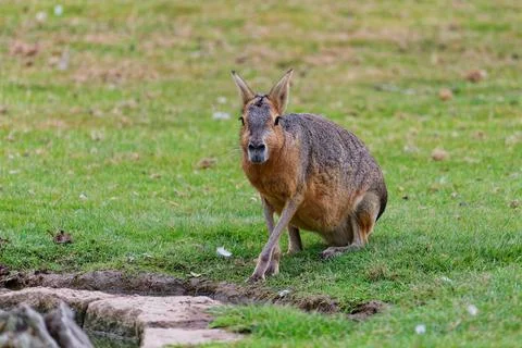 Red-Necked Wallaby Standing on Grass Stock Photos