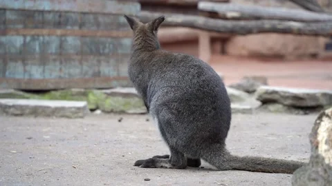 Red-necked wallaby at zoo Stock Footage 232313587