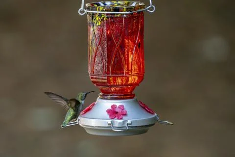 At a Red, Nectar Feeder Stock Photos