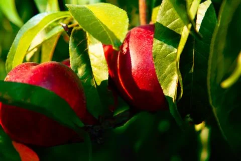 Red nectarines on the branch Stock Photos