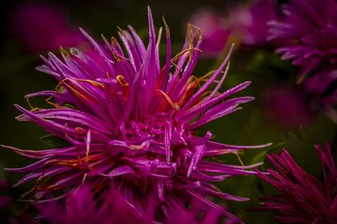 Red needle asters bloom in the summer garden Stock Photos
