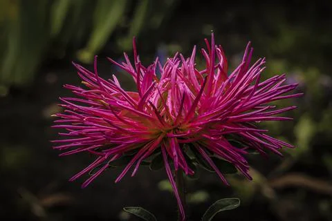Red needle asters bloom in the summer garden Stock Photos