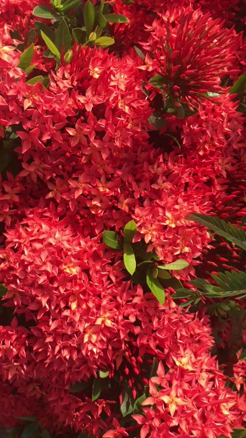 Red Needle Flower background Stock Footage 157551466