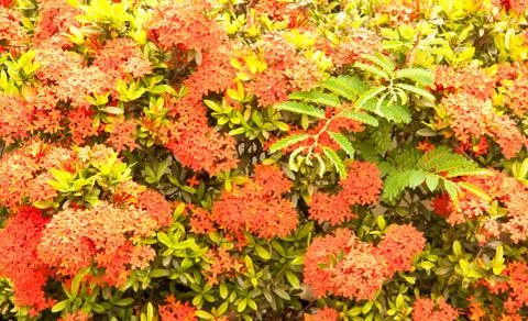 Red needle flower. Stock Photos