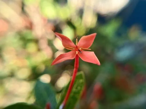 Red needle flower 스톡 사진