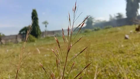 Red needle grass plant grows upright with a thin stem. Video stock 333093814