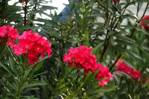 Red Nerium Oleander tree. Stock Photos