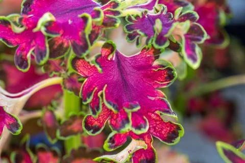 Red nettle Stock Photos