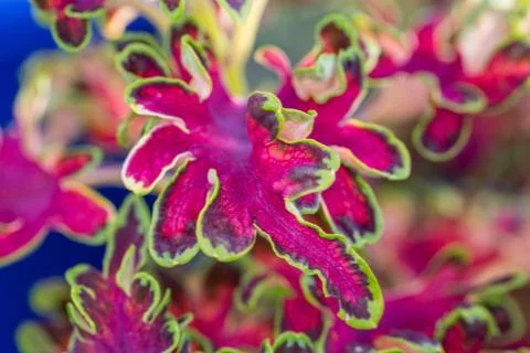 Red nettle Stock Photos