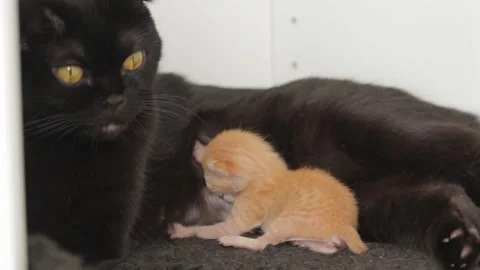 Red newborn kitten drinks milk, nursing cat lies, kitten eats, black cat feeds Stock Footage 220880429
