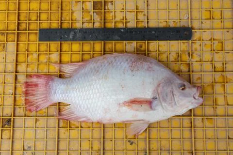 Red nile carp fish Stock Photos