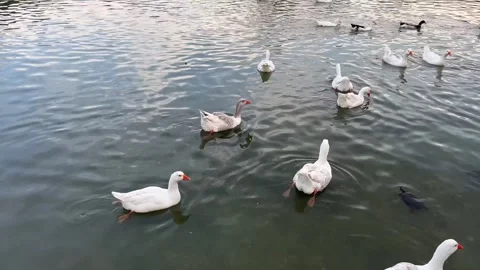 Red nose ducks and turtles swimming Stock Footage 310522006