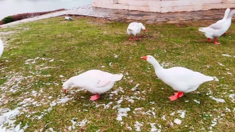 Red nose ducks eating on the grass Stock Footage 308210624