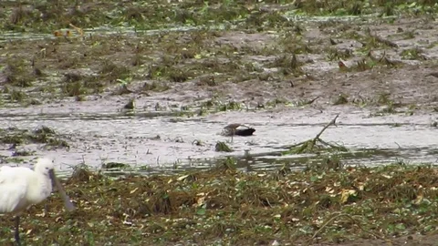 Red Nose Water Ducks Stock Footage 78949572