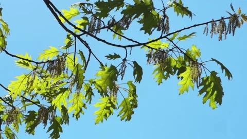 Red oak branch with young leaves and catkins against sky Stock Footage 336974150