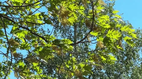 Red oak branch with young leaves and catkins against birch Stock Footage 336974219