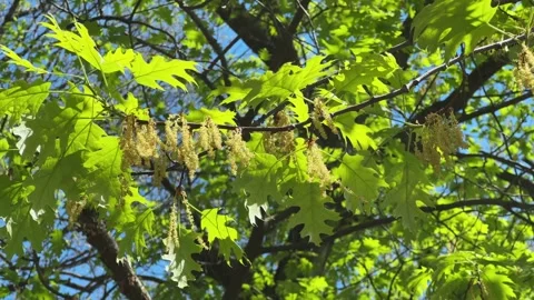 Red oak branch with young spring leaves and catkins Stock Footage 336974128