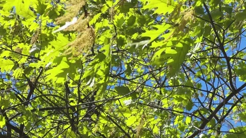 Red oak branch with young spring leaves and catkins Stock Footage 336974198
