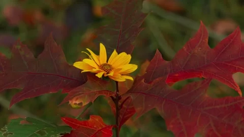Red oak with a flower Stock Footage 326906900