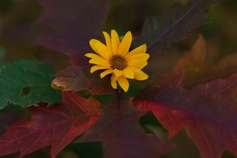 Red oak with a flower Fotos Stock