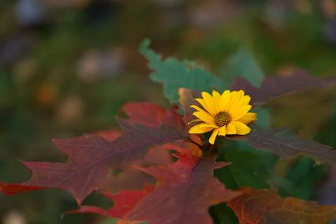 Red oak with a flower Фото