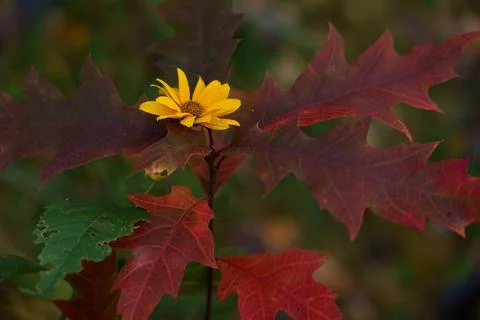 Red oak with a flower Stock-Fotos