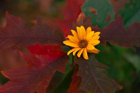 Red oak with a flower 스톡 사진