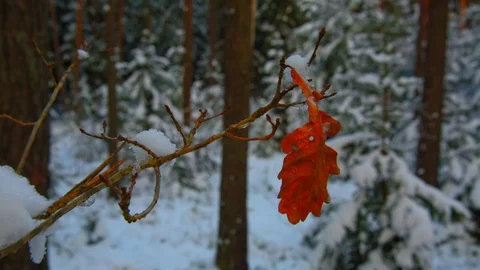 Red oak leaf on a branch in winter forest Stock Footage 70292653