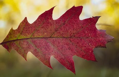Red oak leaf hanging from above on blurred green forest background Stock Photos