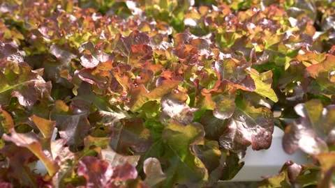 Red oak leaf lettuce in farm,left-to-right pan shot Stock Footage 250307871