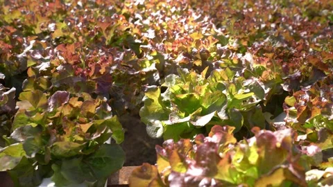 Red oak leaf lettuce in farm,left-to-right pan shot Stock Footage 250307878