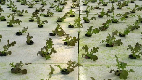 Red oak leaf lettuce Stock Footage 250314251