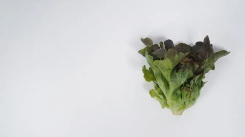 Red oak leaf lettuce.The intensity of the dark red color in the outer periphe Stock Photos