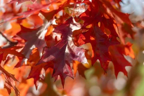Red oak leaf macro. Stock Photos