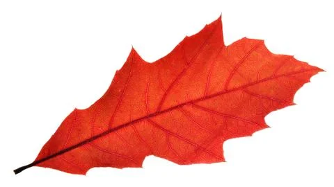 Red oak leaf Stock Photos